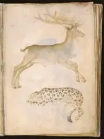 Die rechte Seite einer zweiseitigen Tierstudie auf Pergamentpapier zeigt einen Rothirsch mit großem Geweih, darunter liegt ein Leopard. Beide Tiere sind detailreich gezeichnet.