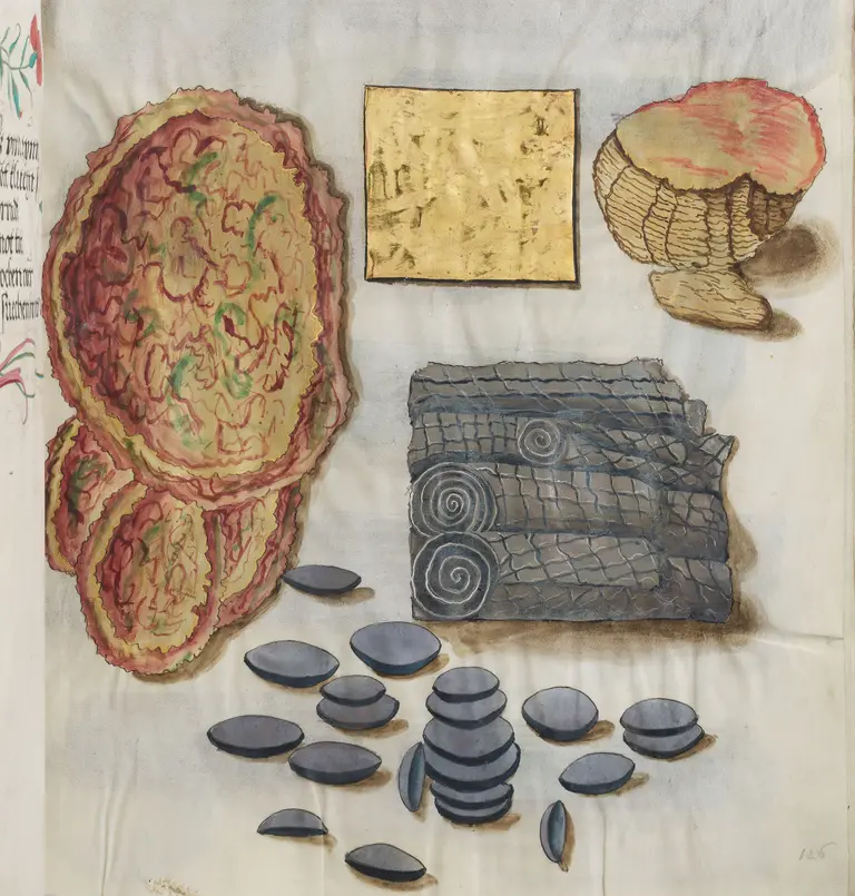 Eine historische Buchseite mit verschiedenen Illustrationen: ein rotes, organisch geformtes Objekt, ein goldenes Quadrat, eine geschwungene Schale, ein dekoriertes Stück Stoff und mehrere runde, dunkle Objekte. Die Farben sind lebhaft und die Objekte sind detailliert dargestellt.