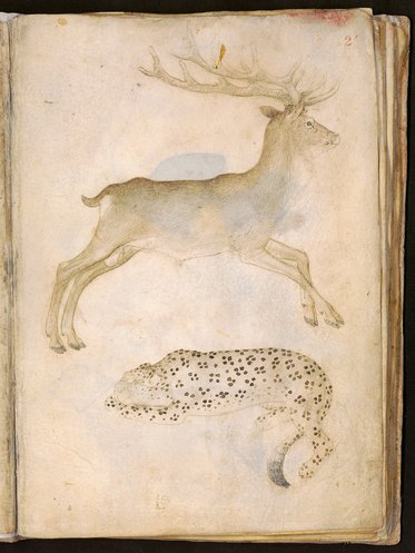 Eine historische Zeichnung zeigt oberhalb einen majestätischen Hirsch mit großen Geweihen, der in Bewegung aussieht. Darunter liegt ein gepunkteter Leopard, der entspannt auf dem Boden liegt. Die beiden Tiere sind auf einer Seitenillustration abgebildet.