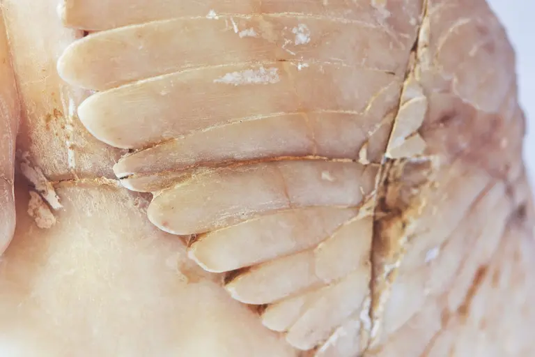 Nahaufnahme von geschichteten, beige-weißen Flügeln, die aus einem glatten Material bestehen. Die Struktur zeigt feine Details und eine sanfte Krümmung, die an Gefieder erinnert.