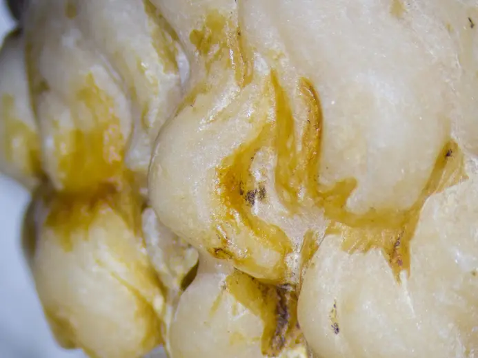 Nahaufnahme eines gelben, wachsartigen Materials mit unregelmäßigen, geformten Strukturen. Die Oberfläche zeigt verschiedene Schattierungen von gelb und weiß, einige Bereiche wirken leicht glänzend.