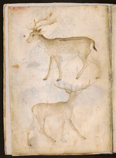 Die Abbildung zeigt zwei Rehe in einem Buch. Oben ein männliches Reh mit Geweih, das steht. Unten ein weibliches Reh in Gehhaltung. Beide Tiere sind skizzenhaft dargestellt und tragen natürliche Farben.