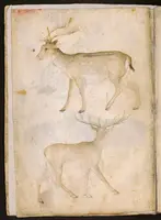 Die linke Seite einer zweiseitigen Tierstudie auf Pergamentpapier zeigt einen Damhirsch und darunter einen Rothirsch. Beide Tiere sind detailreich gezeichnet.