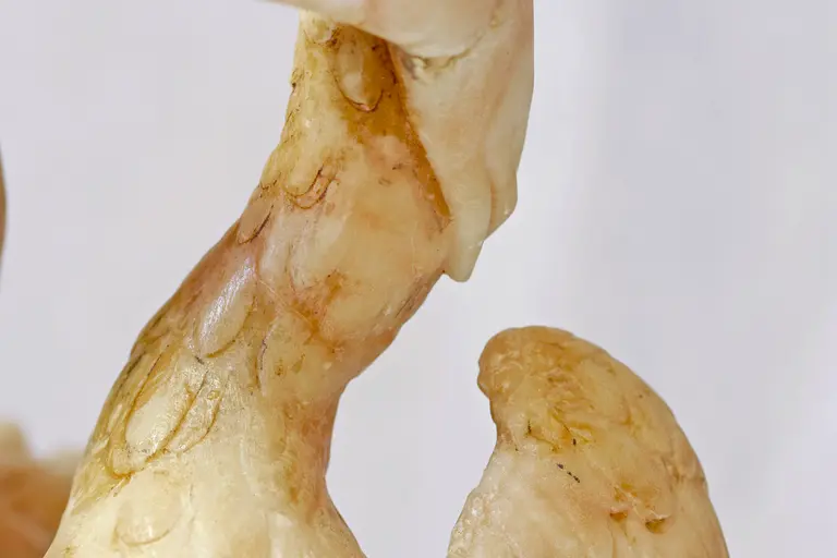 Eine nahaufgenommene Darstellung eines skulpturalen Objekts in organischen Formen, das möglicherweise aus durchscheinendem Material besteht. Die Oberfläche zeigt feine Details und Texturen, die eine interessante visuelle Tiefe vermitteln. Der Fokus liegt auf den geschwungenen Linien und der natürlichen Gestaltung des Objekts.