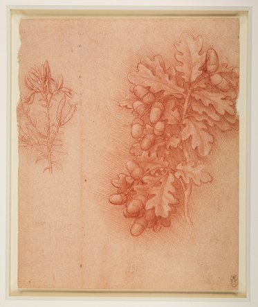 Eine Zeichnung in Rotbraun, die Zweige mit Eicheln und einem kleinen Pflanzenteil zeigt. Die Eicheln sind detailliert und von Eichenblättern umgeben, während die linke Seite eine weniger ausgearbeitete Pflanze darstellt. Der Hintergrund ist in einem sanften, einheitlichen Farbton gehalten.