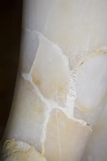 Nahaufnahme einer Oberfläche aus altem, hell beigem Stein mit natürlichen Rissen und strukturellen Unregelmäßigkeiten. Die Textur zeigt eine matte Oberfläche mit unterschiedlichen Farbtönen und Mustern, die typisch für dieses Material sind.