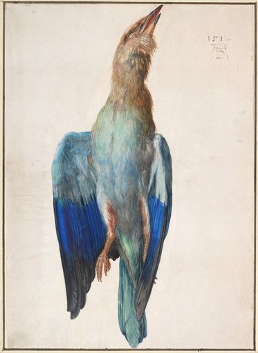 Eine detaillierte Illustration eines Vogels, der auf dem Rücken liegt. Seine Flügel sind weit geöffnet, mit kräftigen blauen und grünlichen Farben. Der Kopf des Vogels ist nach oben gerichtet. Die Darstellung zeigt die lebendige Färbung und Textur des Gefieders.