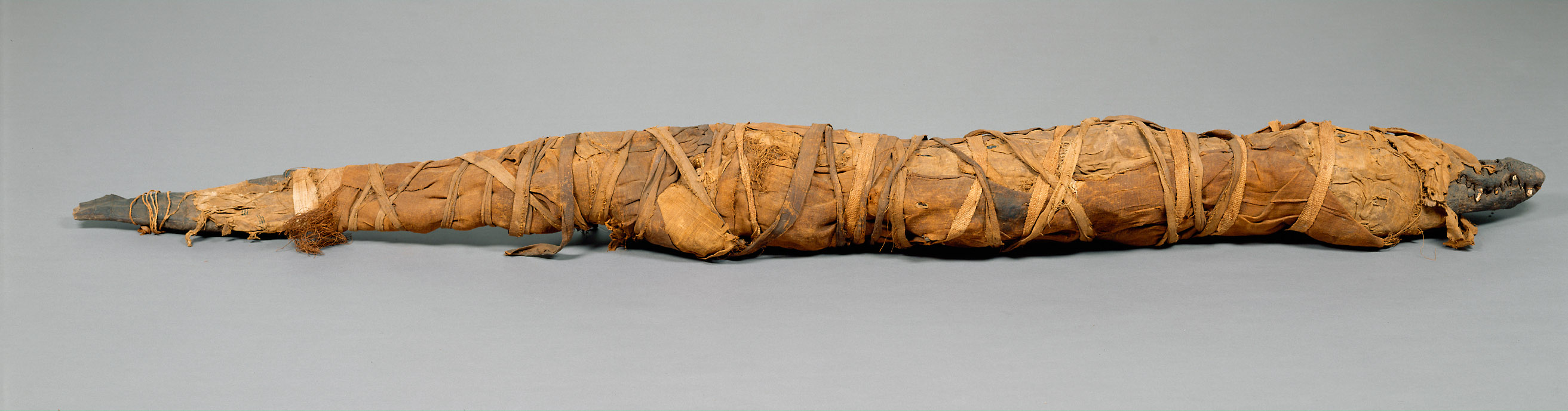 Großes Krokodil