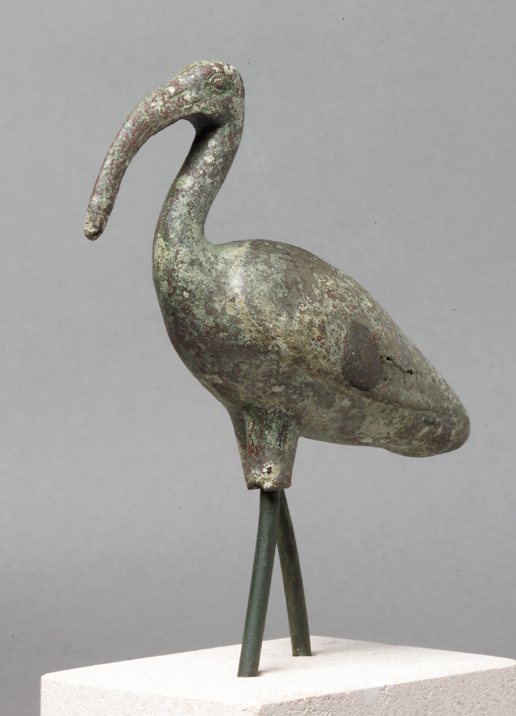 Schreitender Ibis