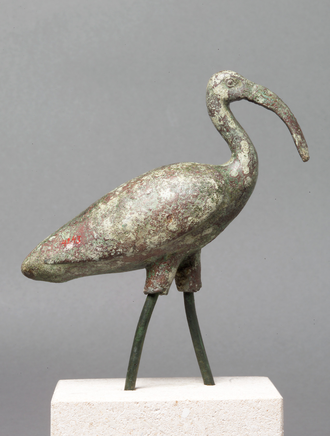 Schreitender Ibis