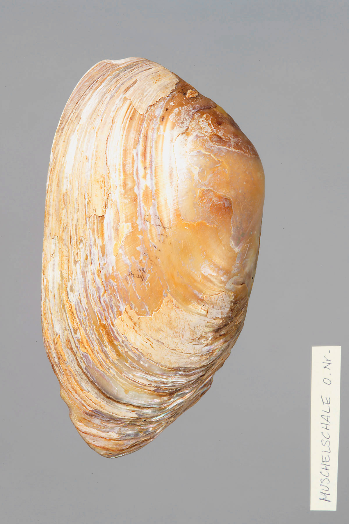 Große Muschelschale