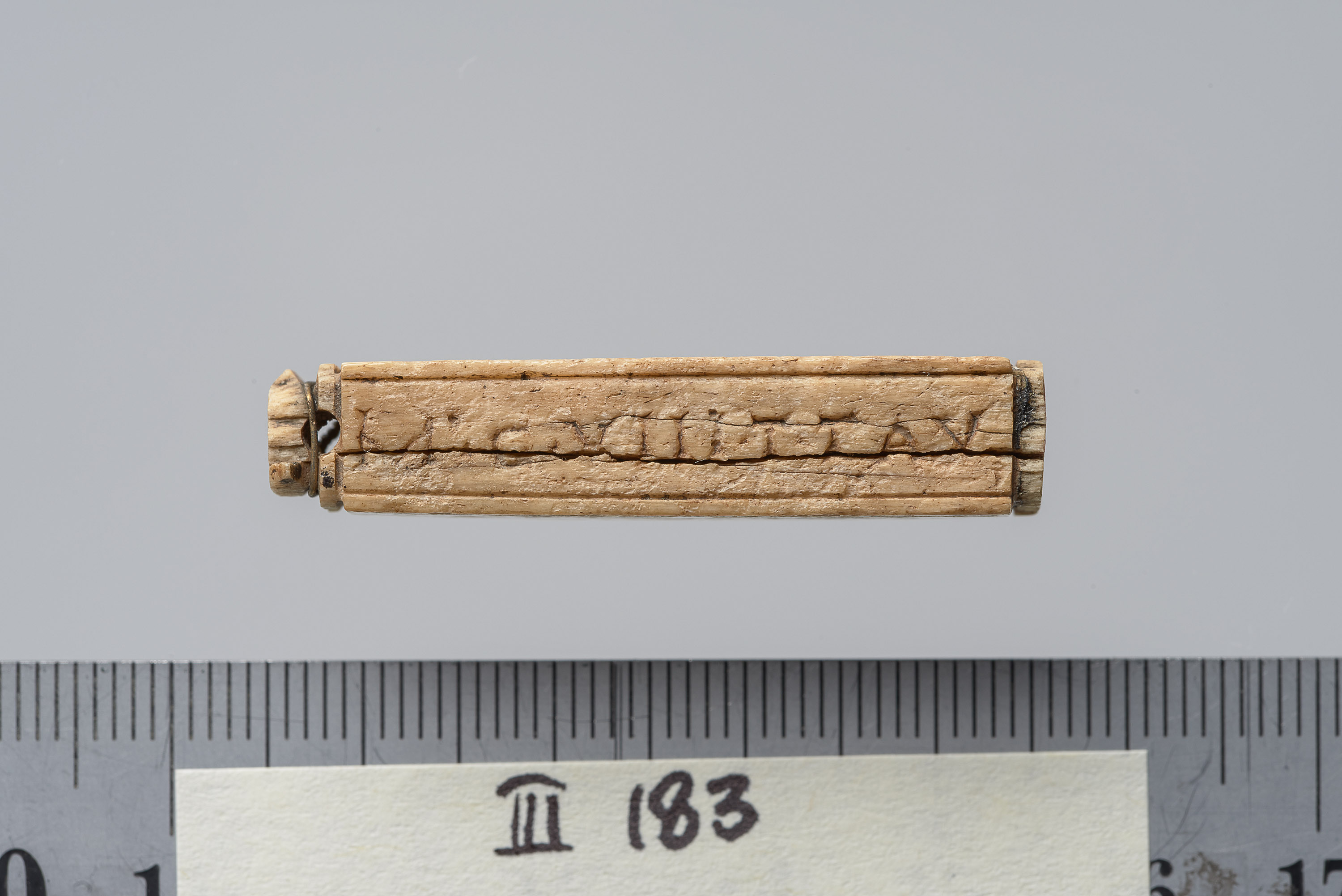 Tessera nummularia