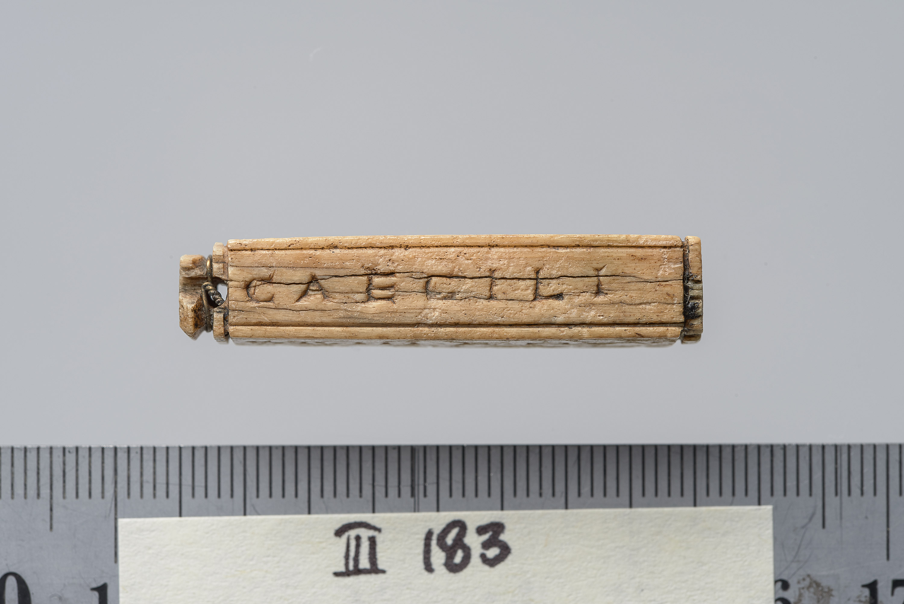 Tessera nummularia