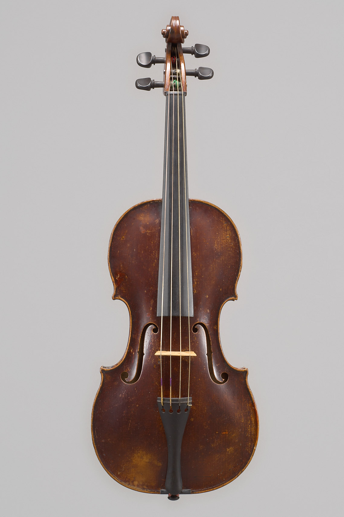 Viola