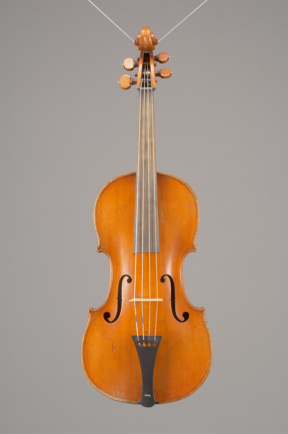 Viola