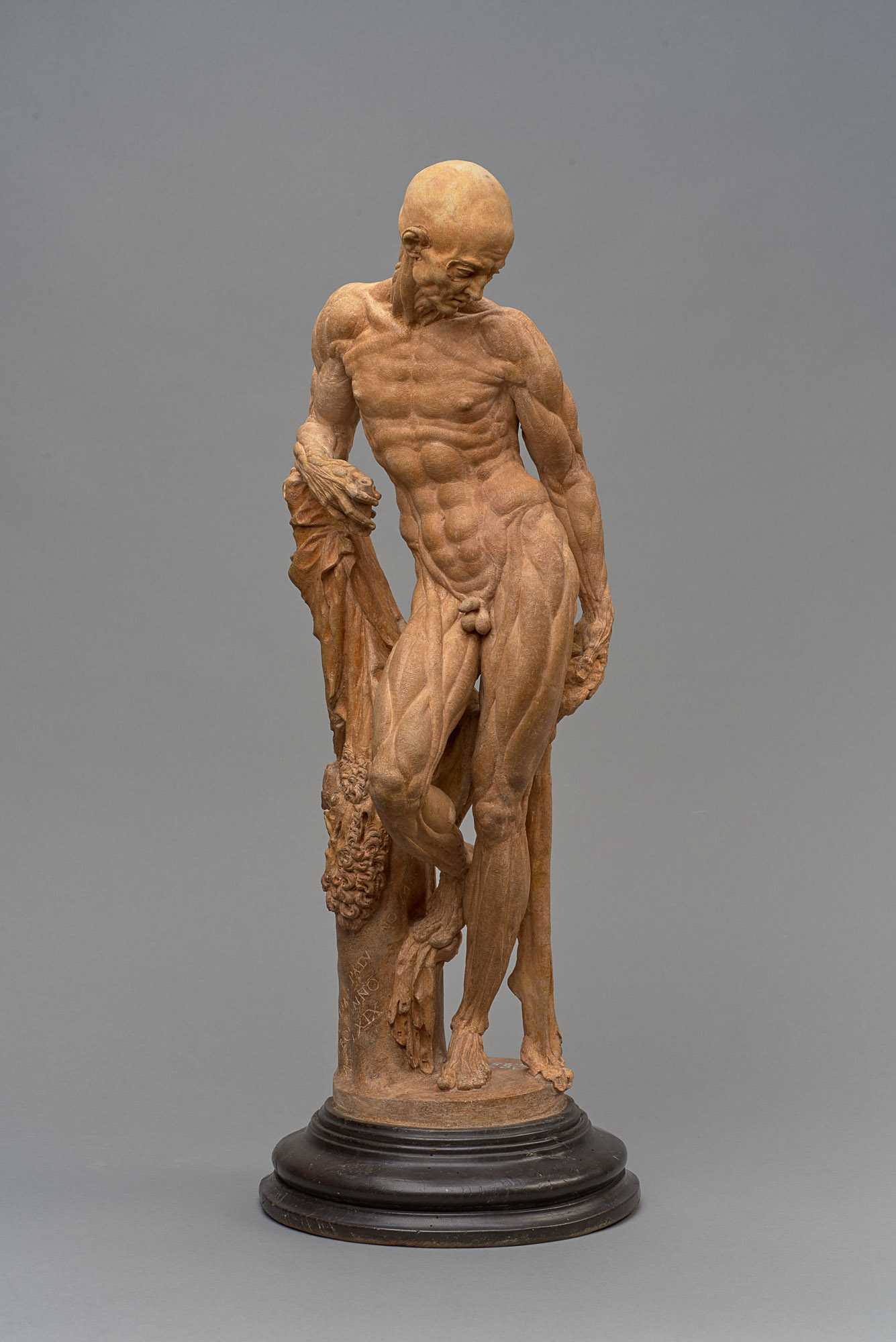 Ecorché (Muskelmann)