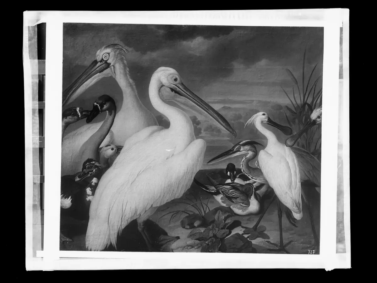 Pelikane und andere Vögel
