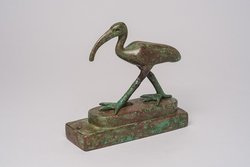 Schreitender Ibis