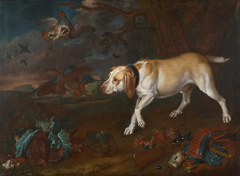 Jagdhund, Rebhühner aufspürend