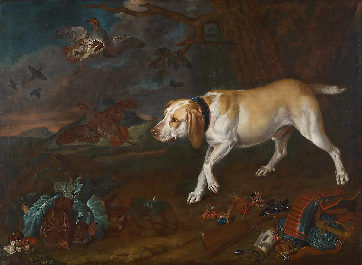 Jagdhund, Rebhühner aufspürend