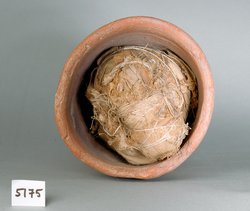 Ibismumie in kegelförmigem Tongefäß