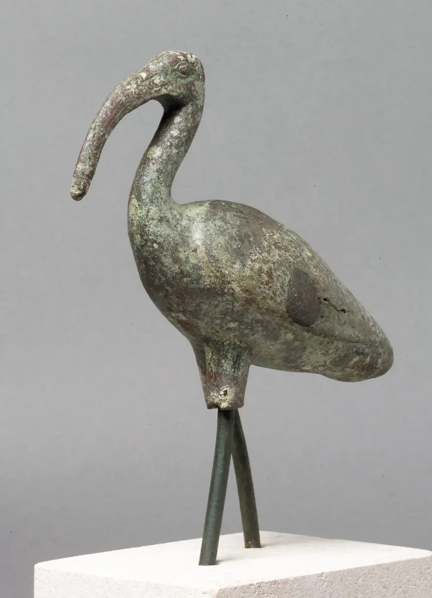 Schreitender Ibis