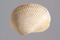 Kleine Muschelschale mit Kohlresten