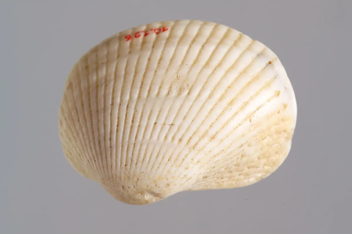 Kleine Muschelschale mit Kohlresten