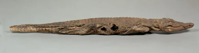 Krokodil