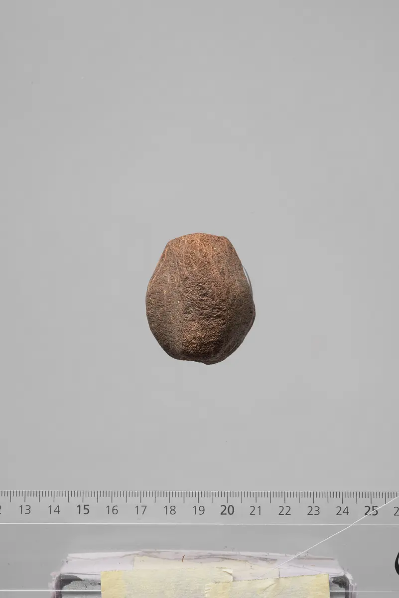 Früchte der Dumpalme
