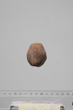 Früchte der Dumpalme