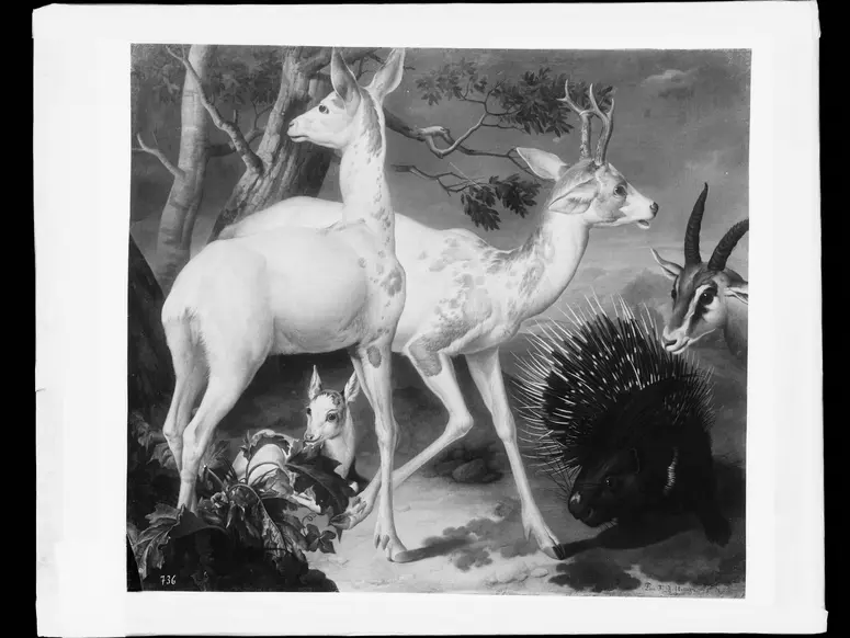 Weiße gefleckte Rehe und ein Stachelschwein