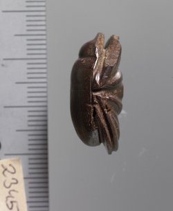 Mumienskarabäus