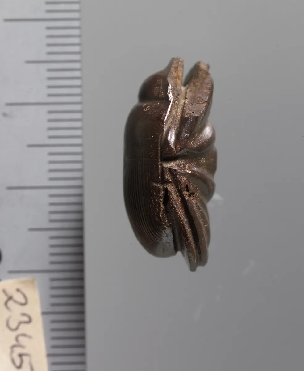 Mumienskarabäus