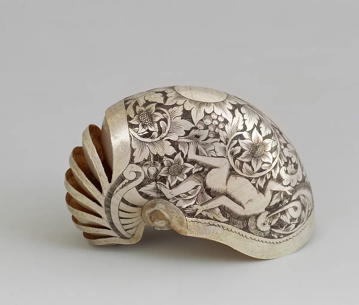Graviertes Nautilusgehäuse, Nautilus-Schale, Nautilus-Gehäuse, Nautlius, Meeresschnecke