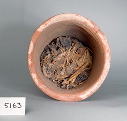 Ibismumie in kegelförmigem Tongefäß