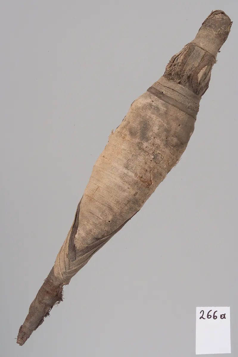 Kleine Krokodilsmumie