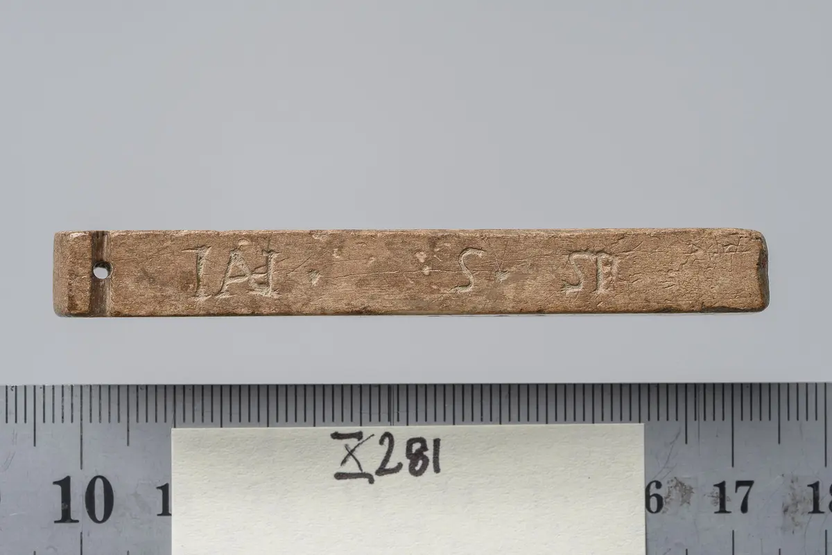 Tessera nummularia