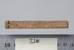 Tessera nummularia