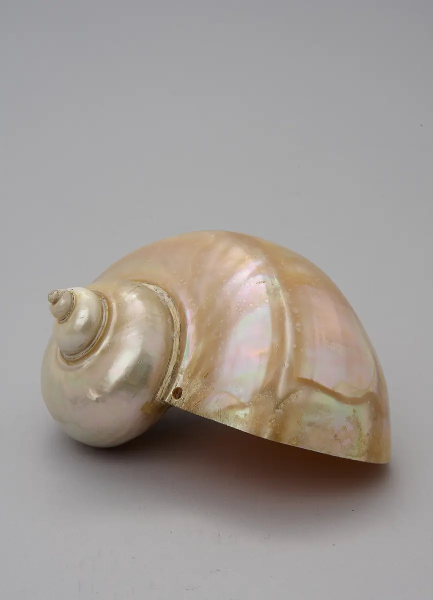 Perlmuttschnecke
