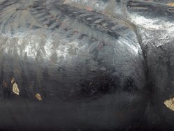 Mumie der Tamit in Kartonagehülle