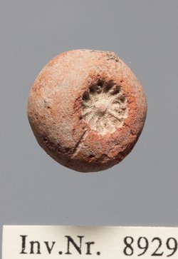Kleine Rosette