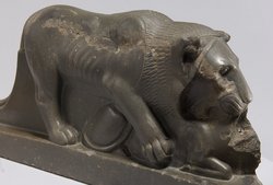 Löwe, der ein Rind reißt