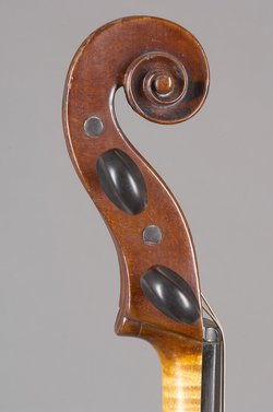 Viola
