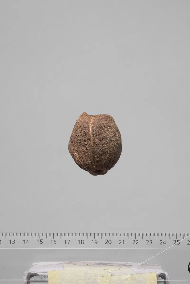 Früchte der Dumpalme