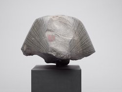 Head from a sphinx of Senwosret III 