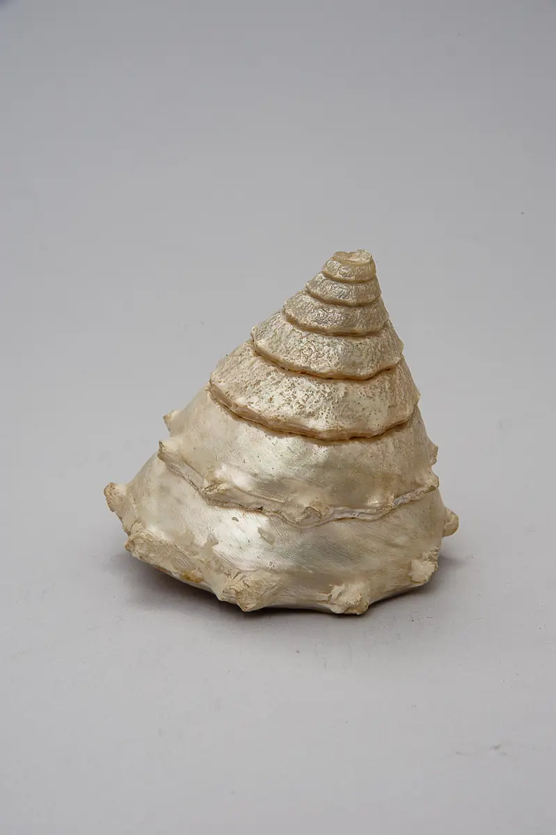Mother-of-pearl Shell