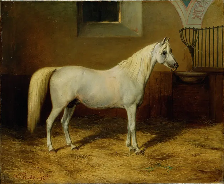 Bildnis des Lipizzaner- Arabers