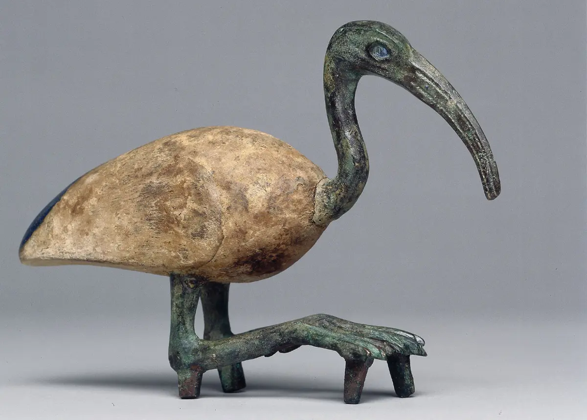 Sitzender Ibis