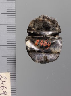 Mumienskarabäus